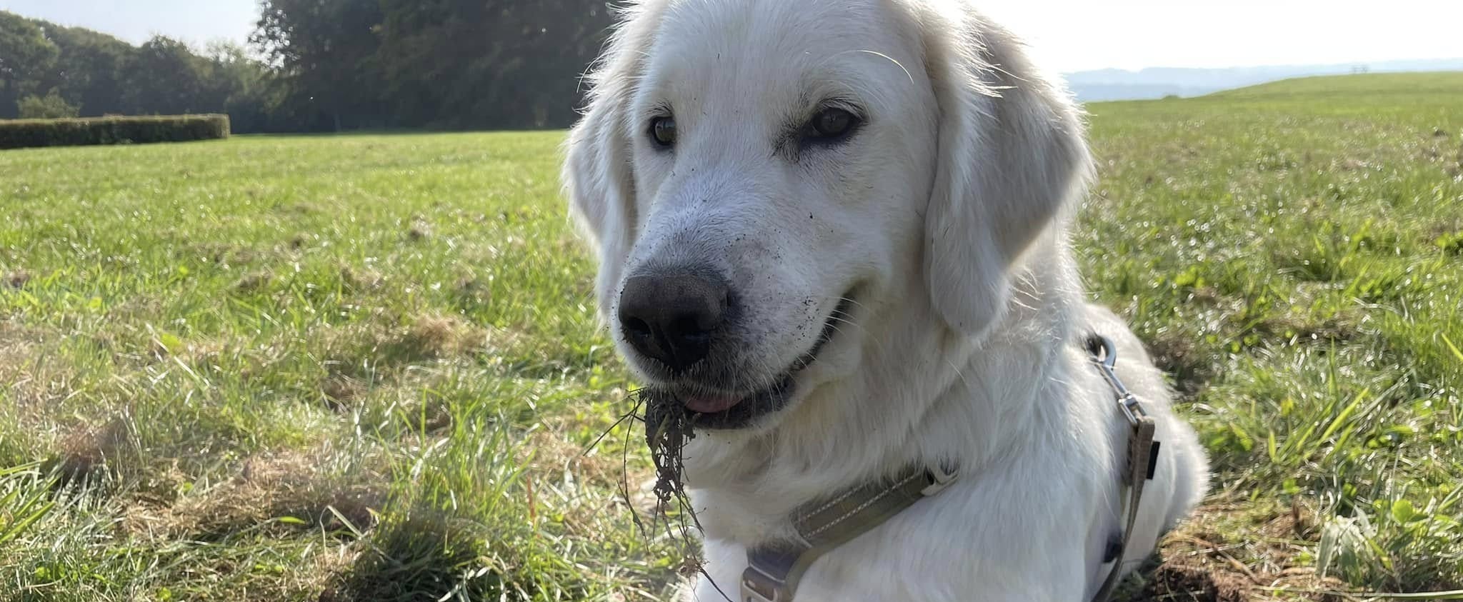 Photo of my dog Fica